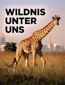 哈比卜,伟大的冒险